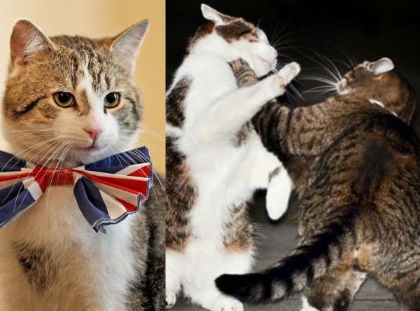 ТОП-10 найбільш зоряних тварин ТОП-10 найбільш зоряних тварин