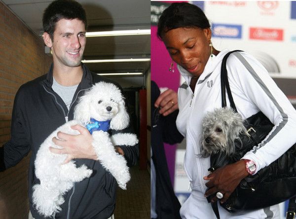 ТОП-10 найбільш зоряних тварин ТОП-10 найбільш зоряних тварин